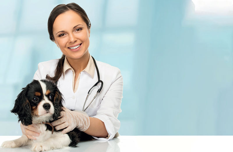 L’importanza della sterilizzazione nel cane e nel gatto